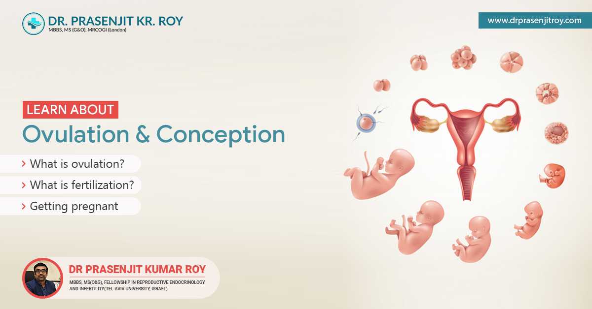 Ovulation And Conception